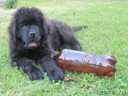 Превью фото № 237498