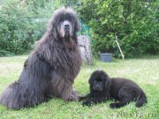 Превью фото № 237501