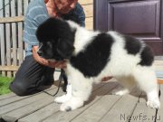 Превью фото № 237512