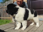 Превью фото № 237514