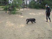 Превью фото № 237557