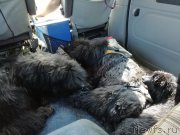 Превью фото № 237576