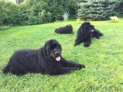 Превью фото № 237583