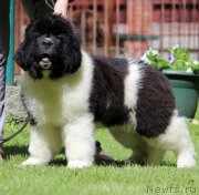 Превью фото № 237628