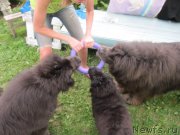 Превью фото № 237677