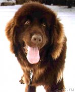 Превью фото № 237683