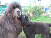 Превью фото № 237696