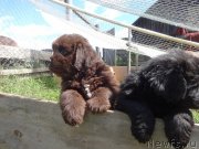 Превью фото № 237699