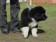 Превью фото № 237711