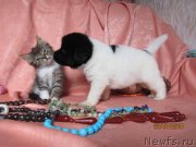 Превью фото № 237712