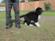 Превью фото № 237717