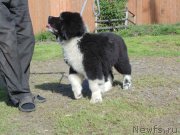 Превью фото № 237719