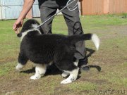 Превью фото № 237723