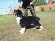 Превью фото № 237724