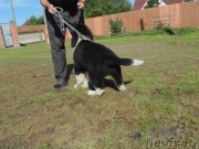 Превью фото № 237725