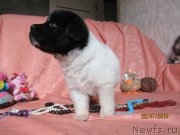 Превью фото № 237727