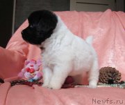 Превью фото № 237733