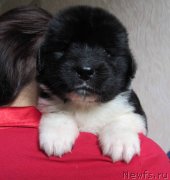 Превью фото № 237739