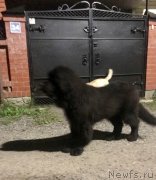 Превью фото № 237771