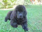 Превью фото № 237776