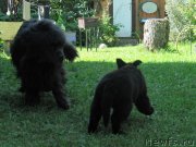 Превью фото № 237777