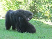 Превью фото № 237780