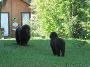 Превью фото № 237785