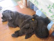 Превью фото № 237786