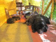 Превью фото № 237850