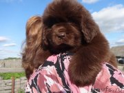 Превью фото № 237859