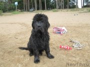 Превью фото № 237911