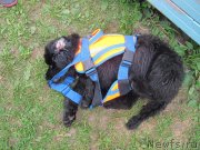 Превью фото № 237921