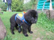 Превью фото № 237923