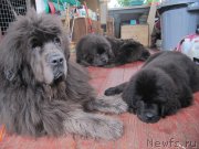 Превью фото № 237929