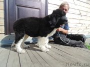 Превью фото № 237938