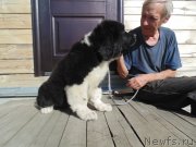 Превью фото № 237940