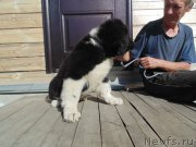 Превью фото № 237941