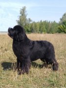 Превью фото № 237974