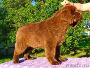 Превью фото № 237990