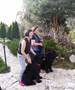 Превью фото № 238049