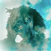 Превью фото № 238071