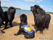 Превью фото № 238074