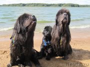 Превью фото № 238077