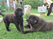 Превью фото № 238084