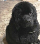 Превью фото № 238099