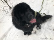 Превью фото № 238101