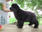 Превью фото № 238160