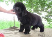 Превью фото № 238161