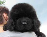 Превью фото № 238162