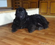 Превью фото № 238165